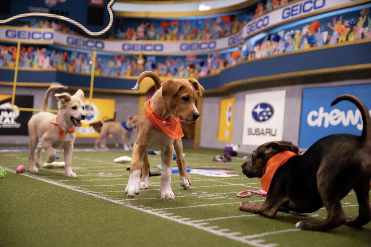 Meet the Orlando rescue dogs playing in Puppy Bowl XIX – Orlando Sentinel