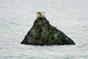 A somewhat lofty perch (for a seal) on a rock in the Sound.