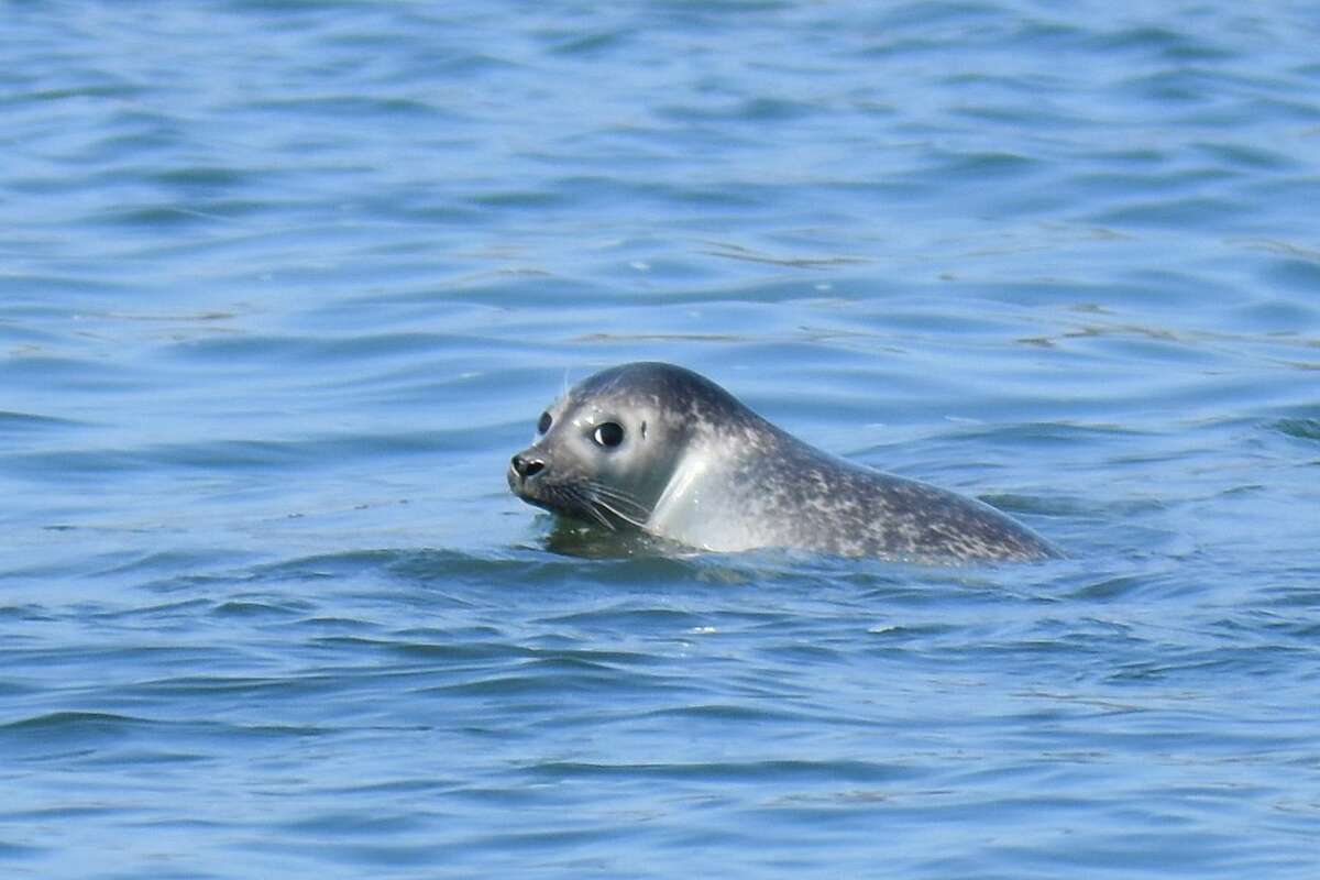 A harbor seal casts a backward glance while resting on a submerged rock in Long Island Sound off of Greenwich.