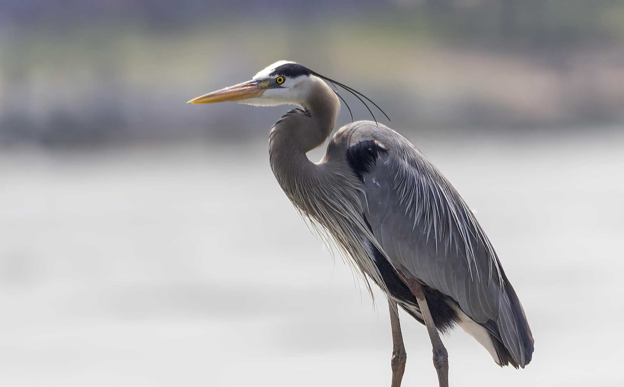 the-great-blue-heron-towers-above-other-water-birds