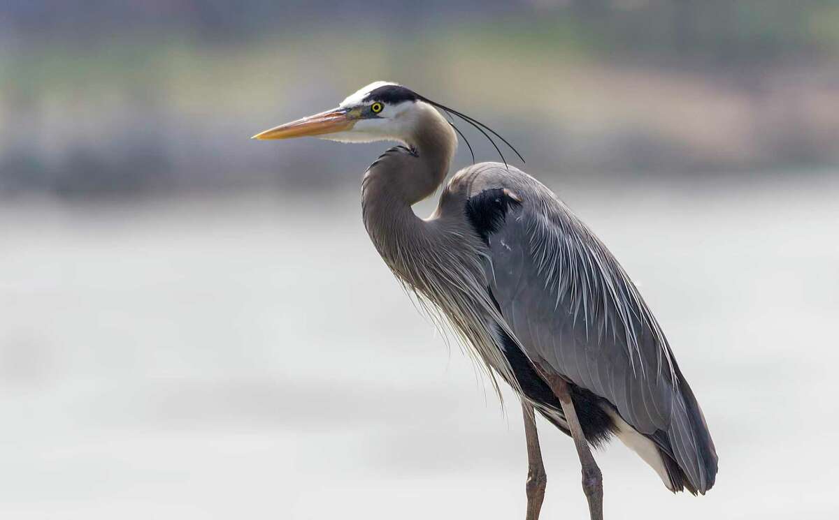 The great blue heron makes itself at home near the water, such as rivers, lakes and even ditches.