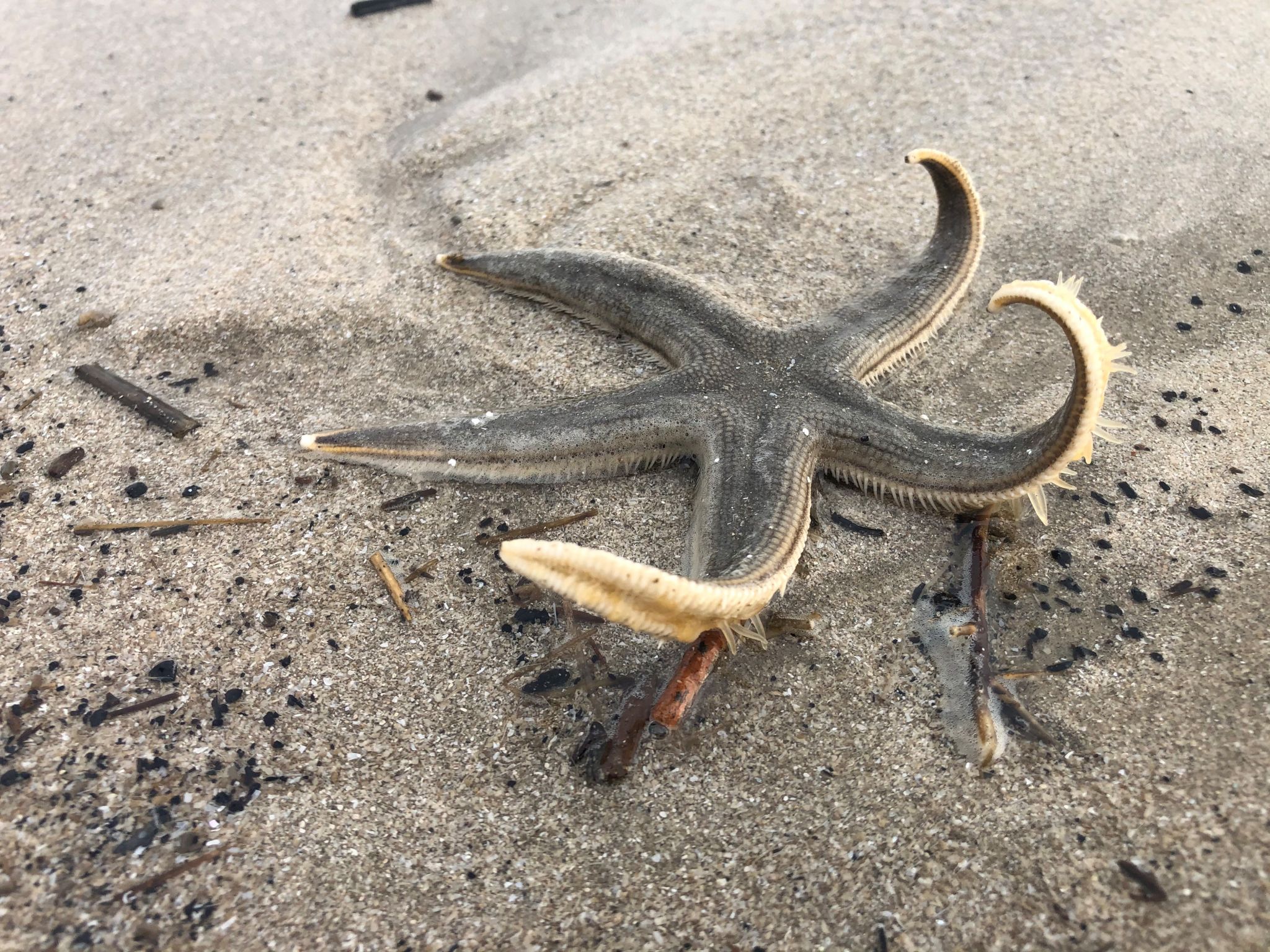 Huge starfish found walking in the surf on Texas beach