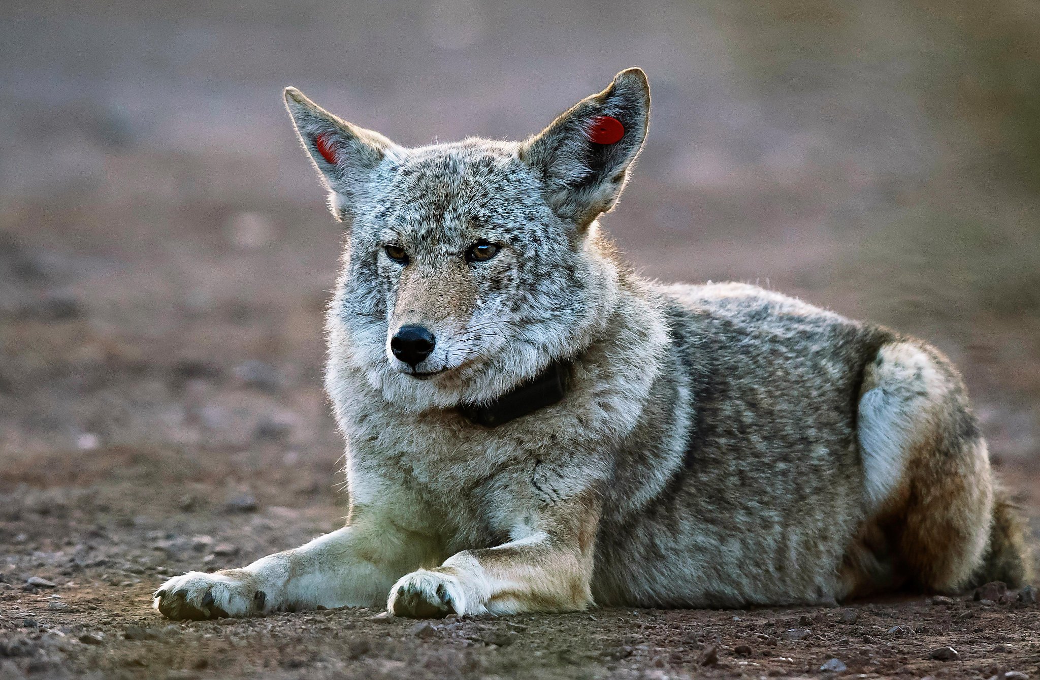 DNA confirms single coyote responsible for 4 attacks in East Bay - Vimarsana News