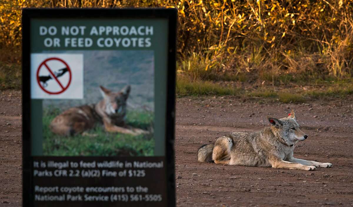 A female coyote that has been tagged and collared sits in a vehicle pullout where wildlife biologists have been conducting a study of coyotes that populate the area of the Marin Headlands in the Golden Gate National Recreation Area near Sausalito, Calif., on Tuesday, November 24, 2020. Seven local coyotes have been captured, tagged and collared so biologists can learn from their activity in the open space of the headlands.