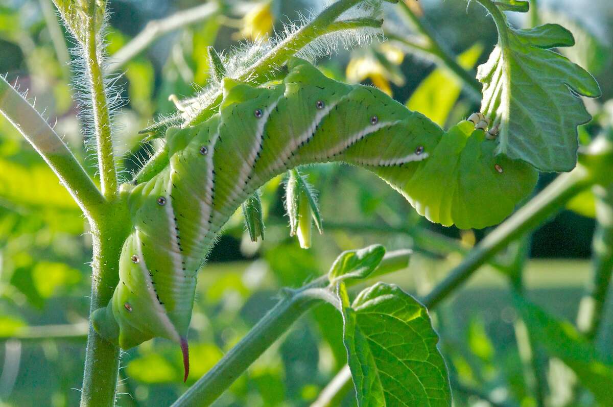 Hornworms can strip leaves off a a tomato plant quickly. Treat with a Bt product or Spinosad at the first sign of damage.