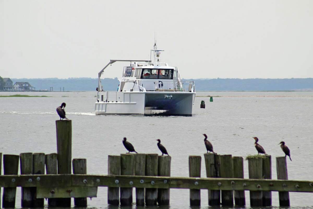 CRUISES RETURN: The R/V Spirit of the Sound will resume the Norwalk Aquarium’s bird and seal spotting cruises Jan. 9-10. Advance reservations are required at maritimeaquarium.org.