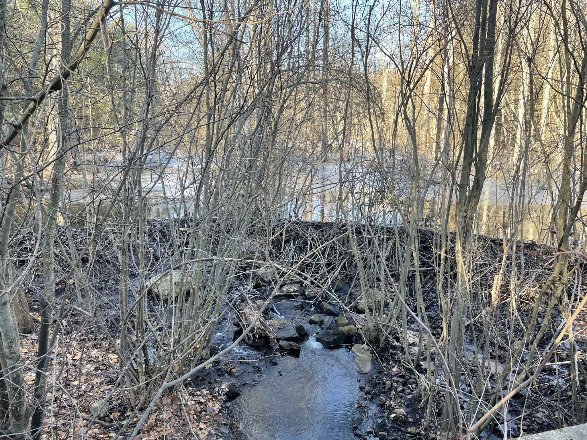 Beavers’ dam offers Shelton walkers quite a view