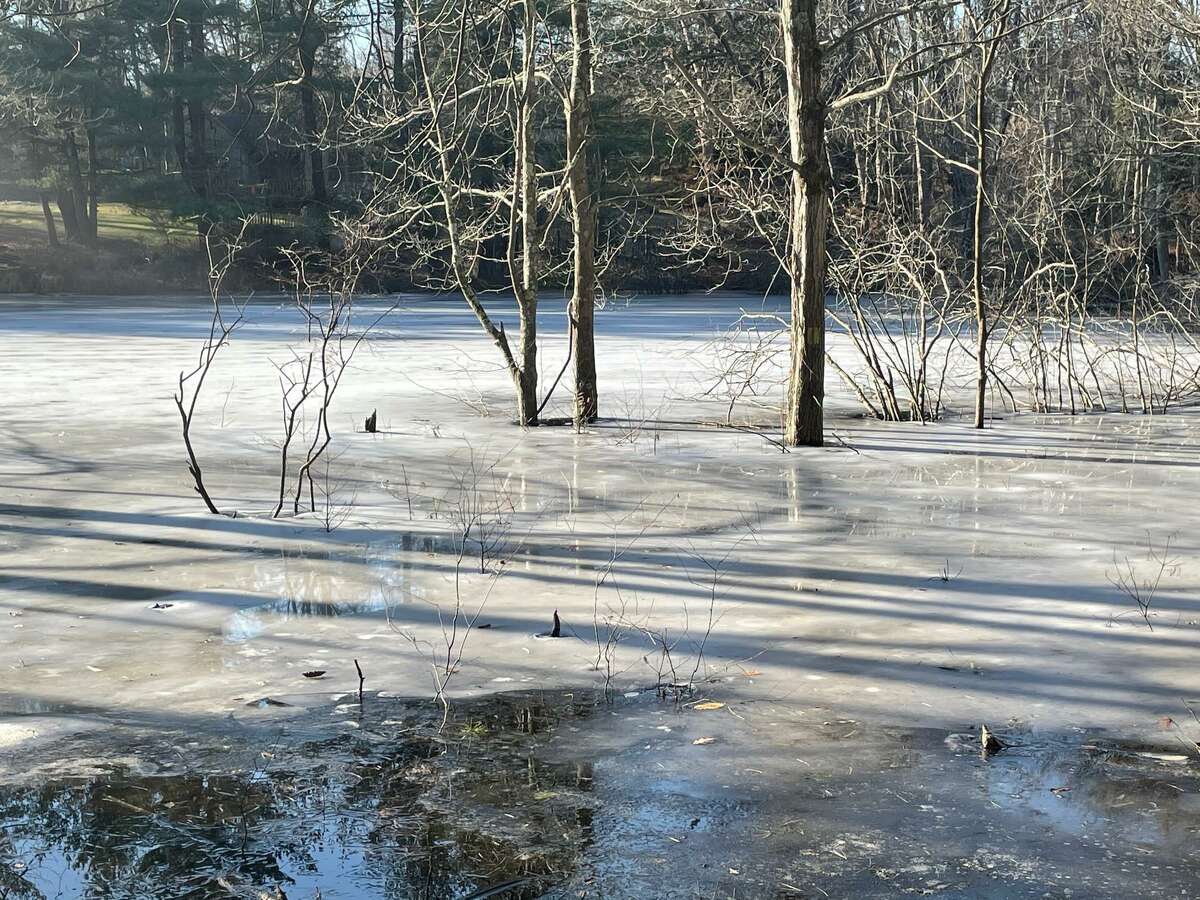 Beavers’ dam offers Shelton walkers quite a view