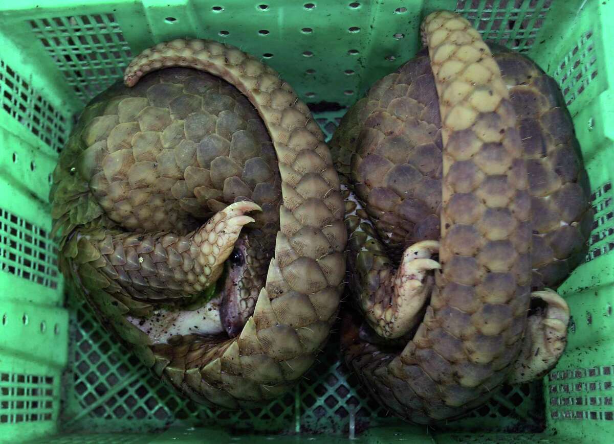 Two rescued pangolins sit in a basket during a news conference in Bangkok, Thailand, Thursday, June 7, 2012. Resolve to understand our global impact Months ago we learned that this new coronavirus probably spilled over from animals to humans as a result of wild animal trafficking. It wasn’t the first. SARS probably leaked from animal to human in a wet market, just like the novel coronavirus. Factory farms, like wet markets, are petri dishes, perfect environments for disease transmission. As primatologist Jane Goodall wrote, “Scientists warn that if we continue to ignore the causes of these zoonotic diseases, we may be infected with viruses that cause pandemics even more disruptive than COVID-19.” If we want to prevent the next pandemic, we must resolve to change the way we relate to the world in which we live. “Let us realize we are part of, and depend upon, the natural world for food, water and clean air,” Goodall wrote. “Let us recognize that the health of people, animals and the environment are connected.”