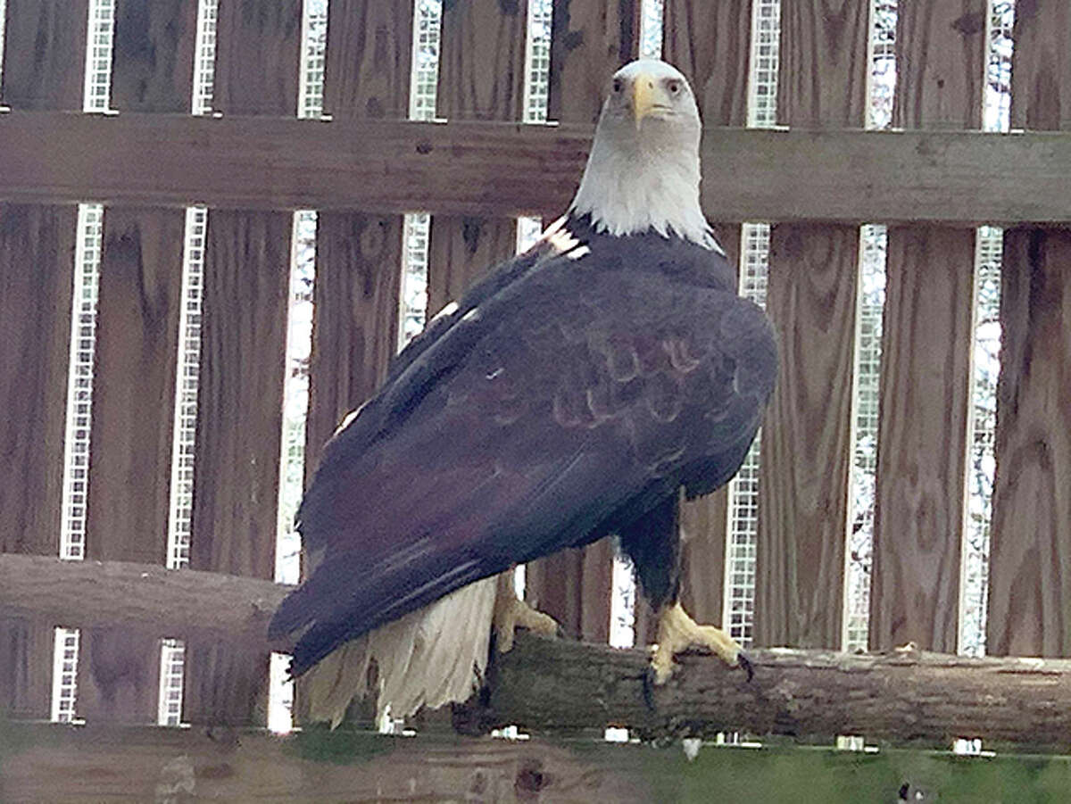 A photo of the American Bald Eagle that was being rehabilitated at the Treehouse Wildlife Center in Dow, Illinois.