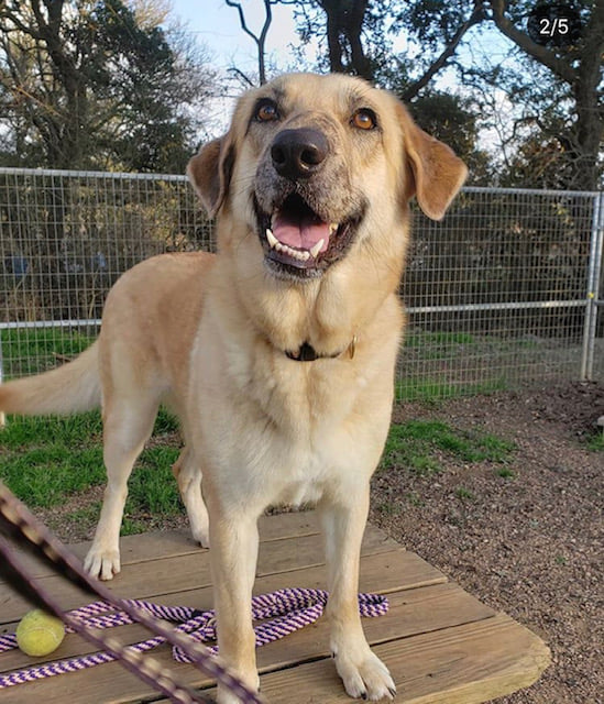 This dog has been in a San Antonio-area shelter for 1,150 days - Vimarsana News