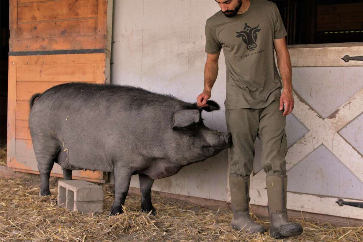 Joe Bonitatebus (Paltauf's husband) with one of the rescued animals at Sleepy Pig Farm and Animal Sanctuary.