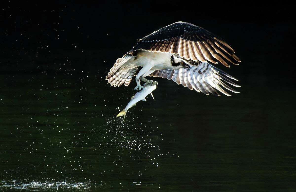 Osprey in flight with after catching a menhaden.