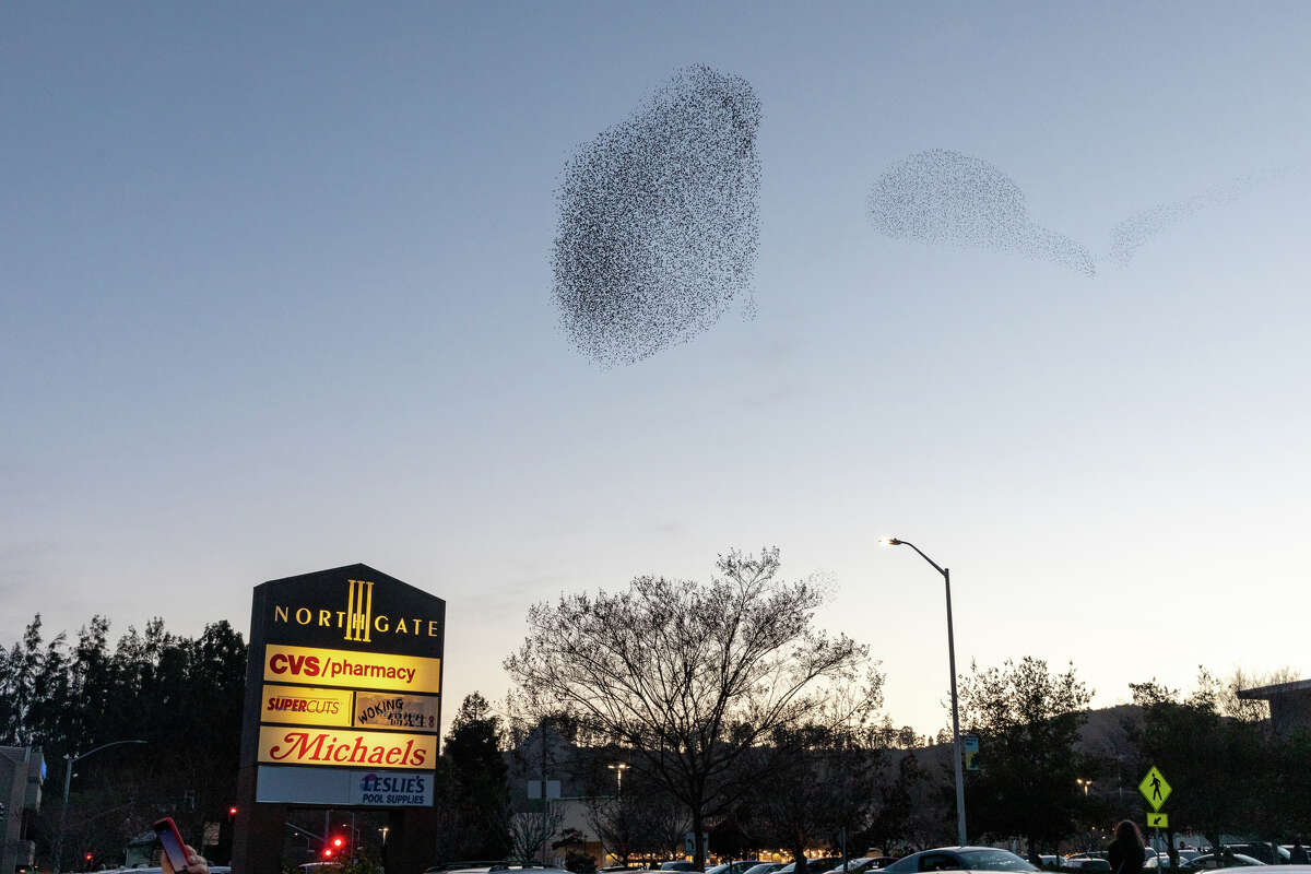 Thousands upon thousands - maybe even more than a million - birds have flocked together in murmurations at dusk above San Rafael, Calif.