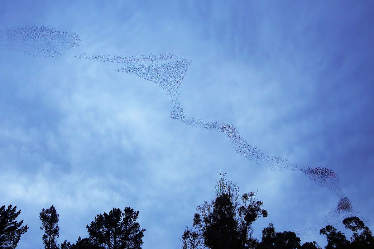 Thousands upon thousands - maybe even more than a million - birds have flocked together in murmurations at dusk above San Rafael, Calif.