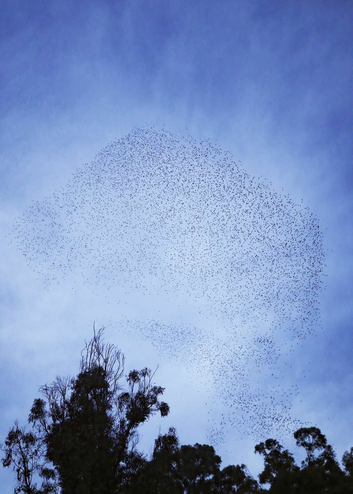 Thousands upon thousands - maybe even more than a million - birds have flocked together in murmurations at dusk above San Rafael, Calif.