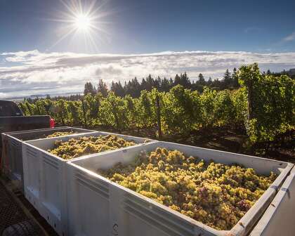 Riesling grapes are harvested for Brooks Winery in Oregon's Willamette Valley.