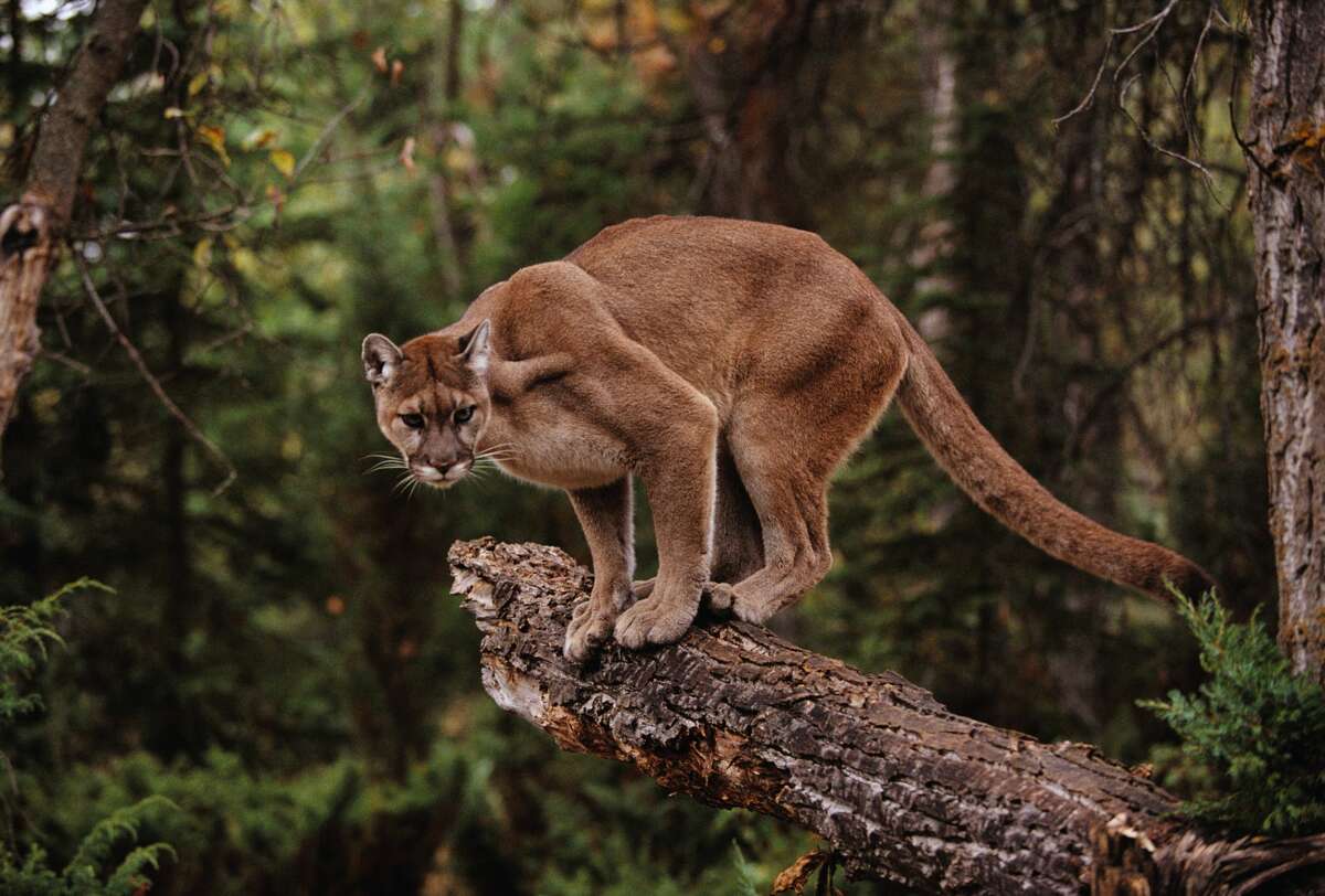 The multiple sightings of mountain lions in Santa Cruz County are raising concerns that the cats' condition is linked to last year's wildfires in the region. The mountain lion pictured here is not among the malnourished cougars sought by local wildlife groups.
