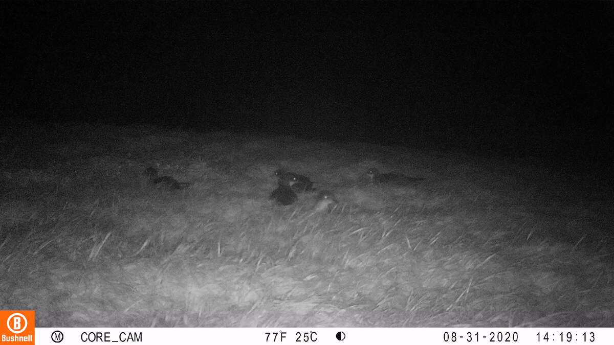 Game camera documentation of nocturnal seabird activity at Anapuka. At least five wedge-tailed shearwaters can be seen in this image, as they work on multiple burrows in this location. Molokai Land Trust staff members Josiah Ching and Maverick Dela Cruz placed game cameras in the new colony site to document the recent activity.