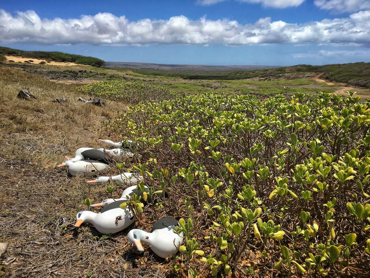 On July 5, 2020, staff at the Molokai Land Trust secured decoys the day before Hurricane Douglas passed the North Shore of Molokai.