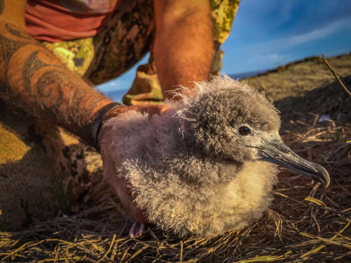 Molokai staff holds an 'ua'u kani (wedge-tailed shearwater) chick from a newly established colony within the Anpuka Dune Restoration.