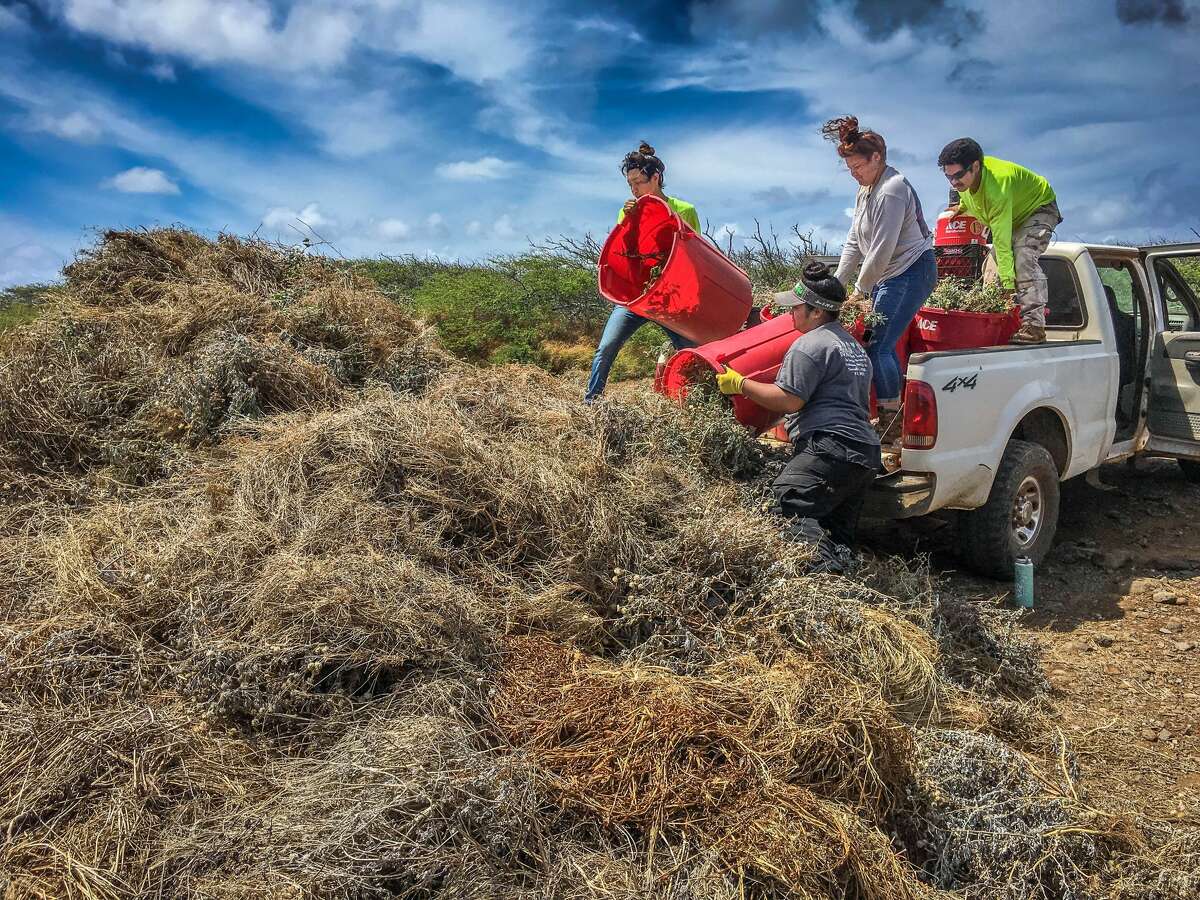 Interns offload a truckload of weeds on July 12, 2018.