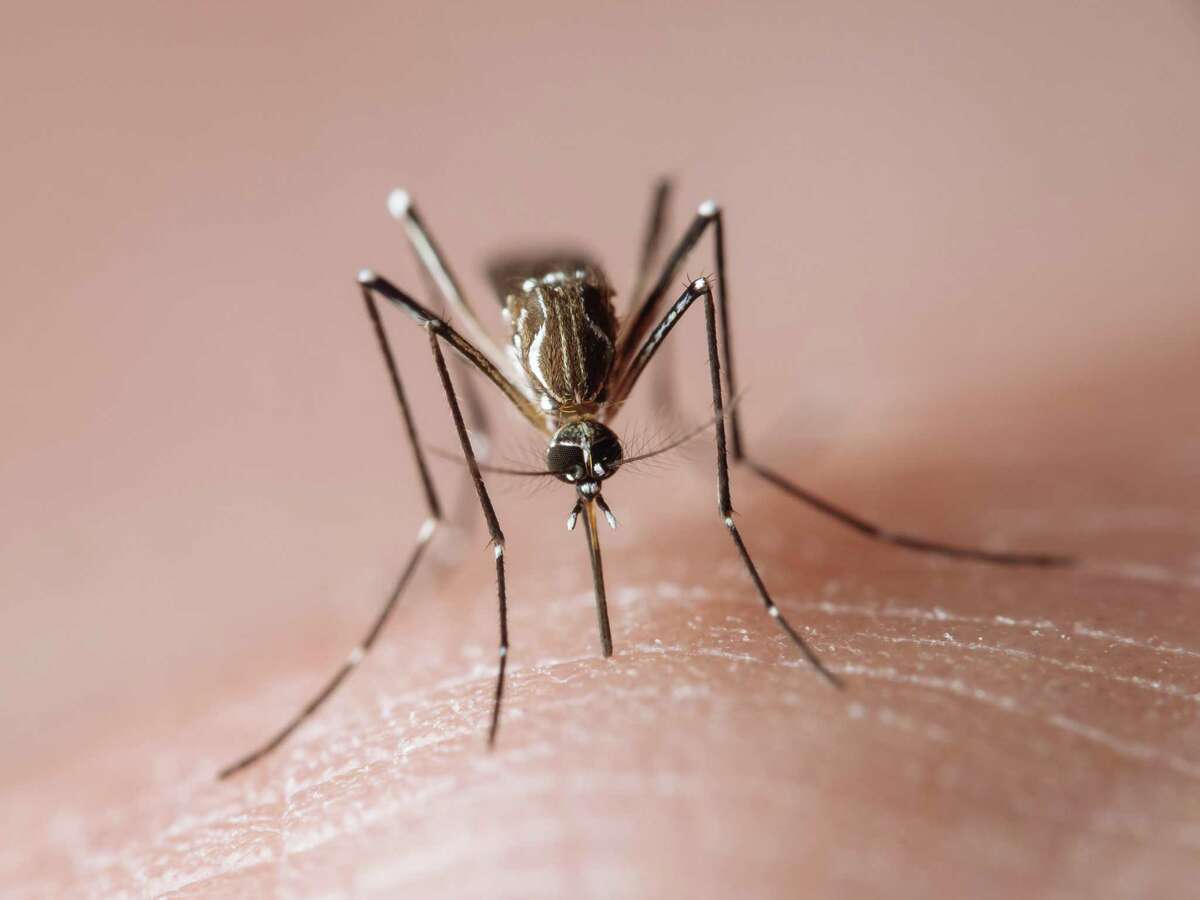 Memo to mosquitoes: It’s winter. You’re not supposed to be here.