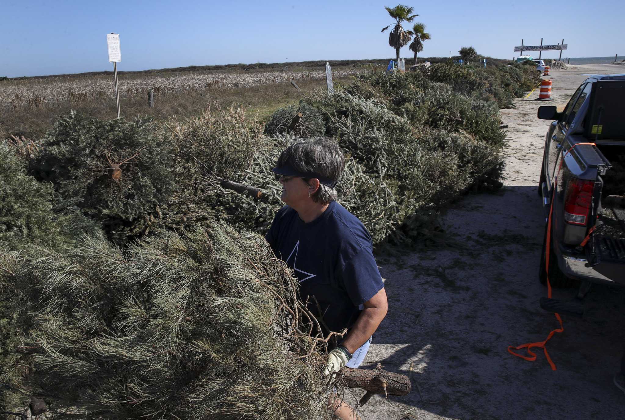 With its dunes damaged, Surfside Beach needs more recycled Christmas trees than ever - Vimarsana News