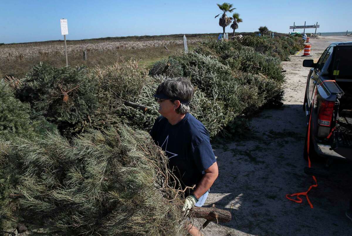 Barbara Perk unloads Christmas trees Tuesday in Surfside Beach. They will be used to restore the dunes eroded by storms.