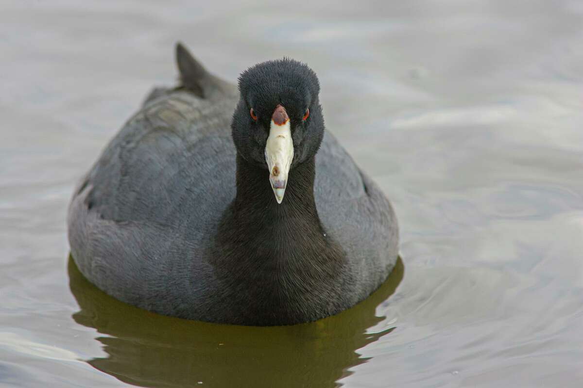 American coots are waterbirds that don’t deserve their crotchety moniker