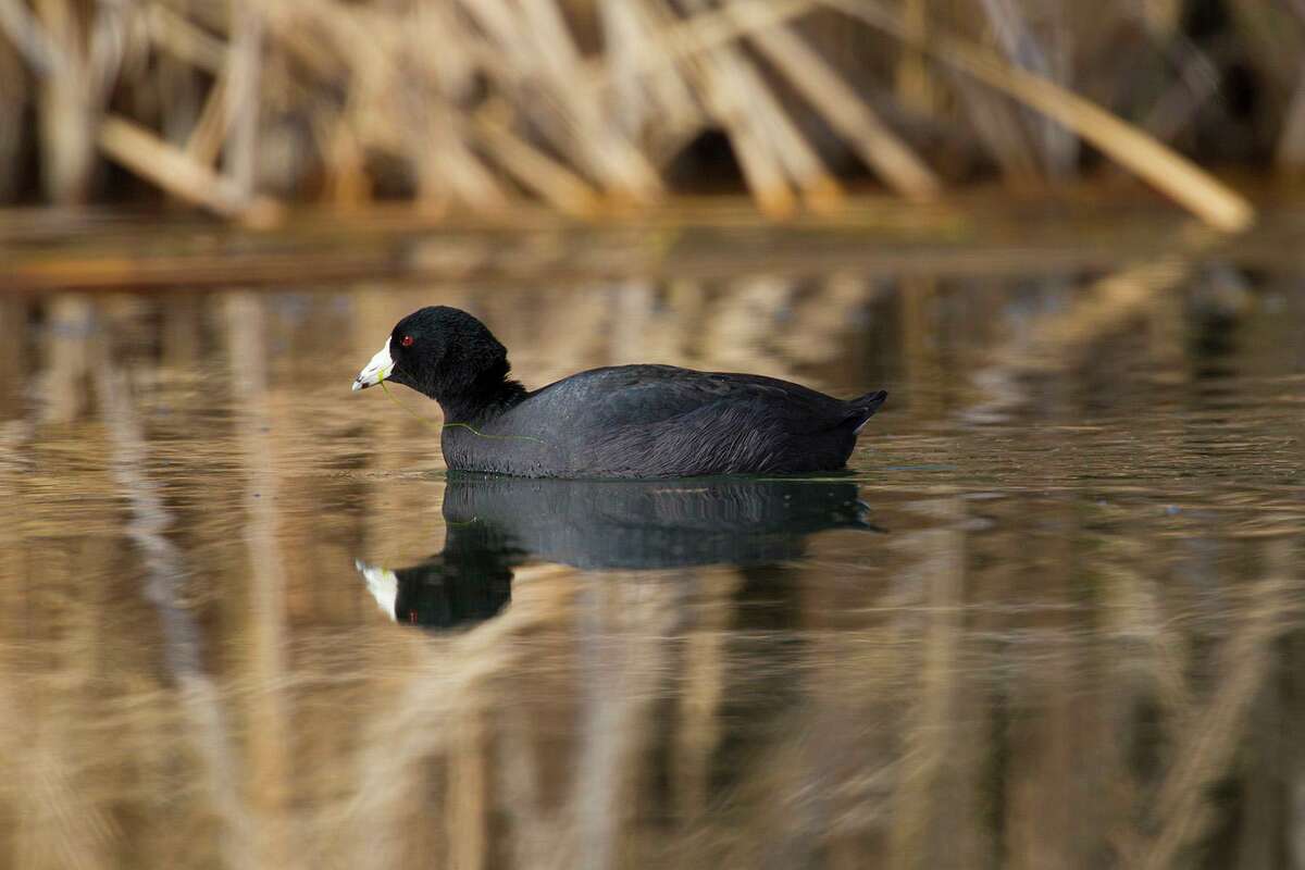American coots are waterbirds that don’t deserve their crotchety moniker