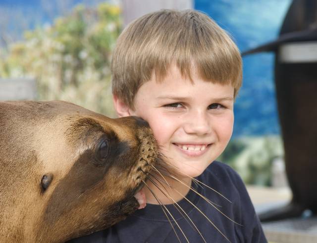 Sea lion show planned at Raging Rivers - Vimarsana News