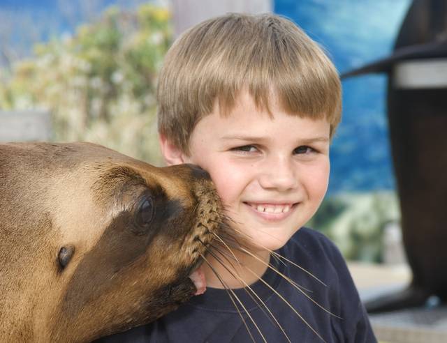 Sea lion show planned at Raging Rivers