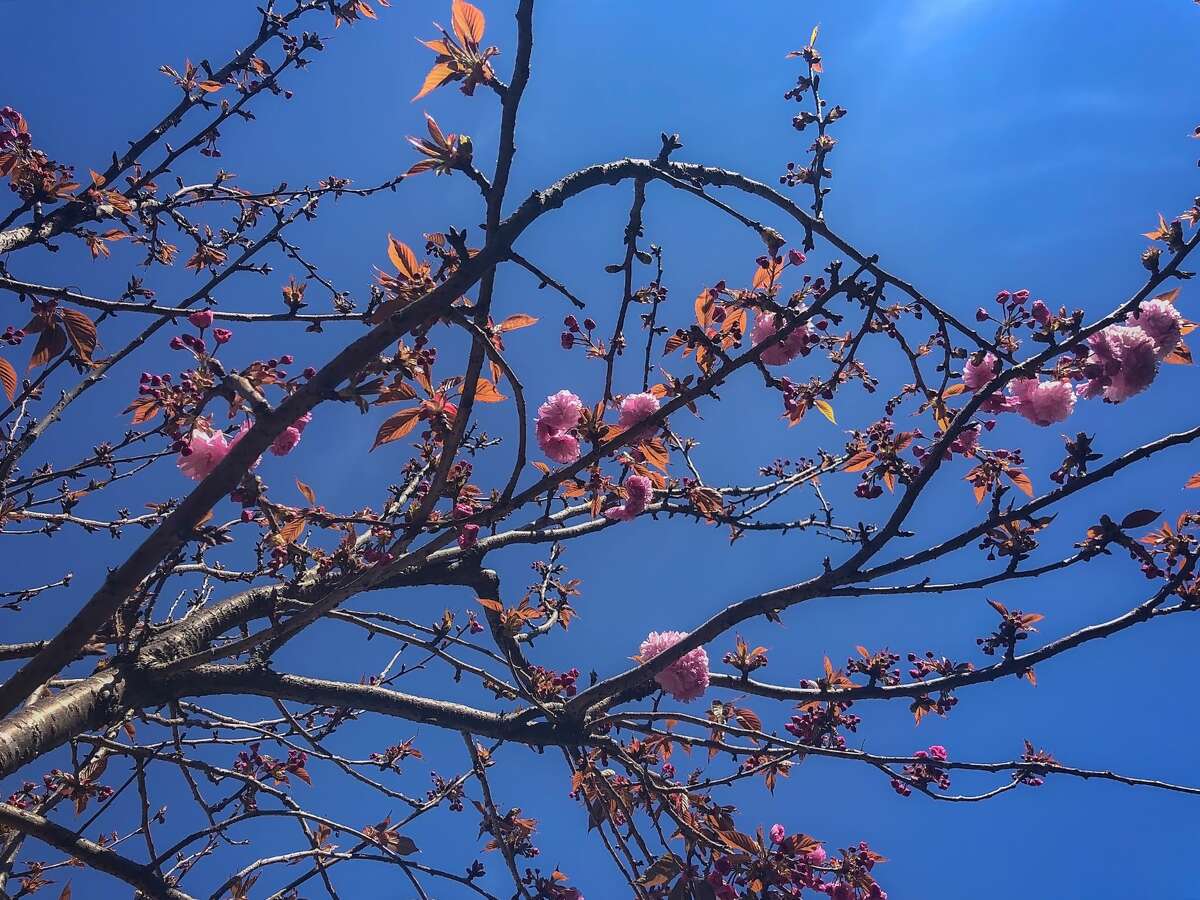 This stock image shows cherry blossom branches in bloom in San Francisco. Two of the trees in front of the Japanese Cultural and Community Center in Japantown were torn down to their trunks in an act of vandalism, reports the center.
