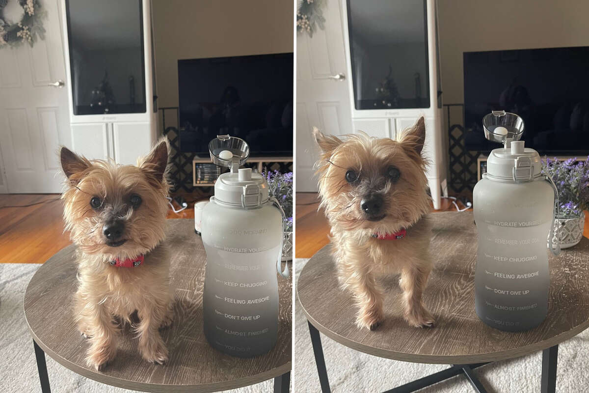 128 ounces of water is also 8 pounds, AKA the same weight as my 13-year-old Yorkie, Tyrone