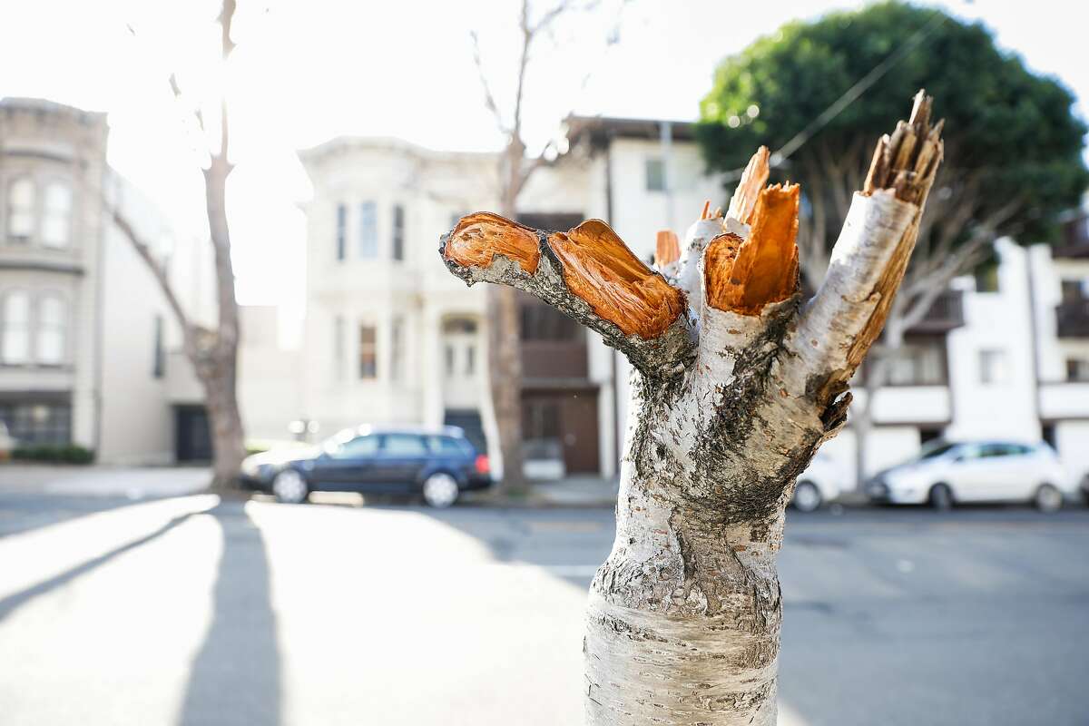 旧金山日本文化和社区中心前的两棵历史悠久的樱花树之一被破坏者破坏。