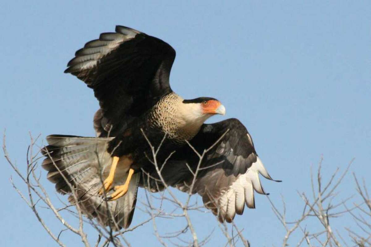Crested caracaras are among the birds that can be seen on the Katy prairie.