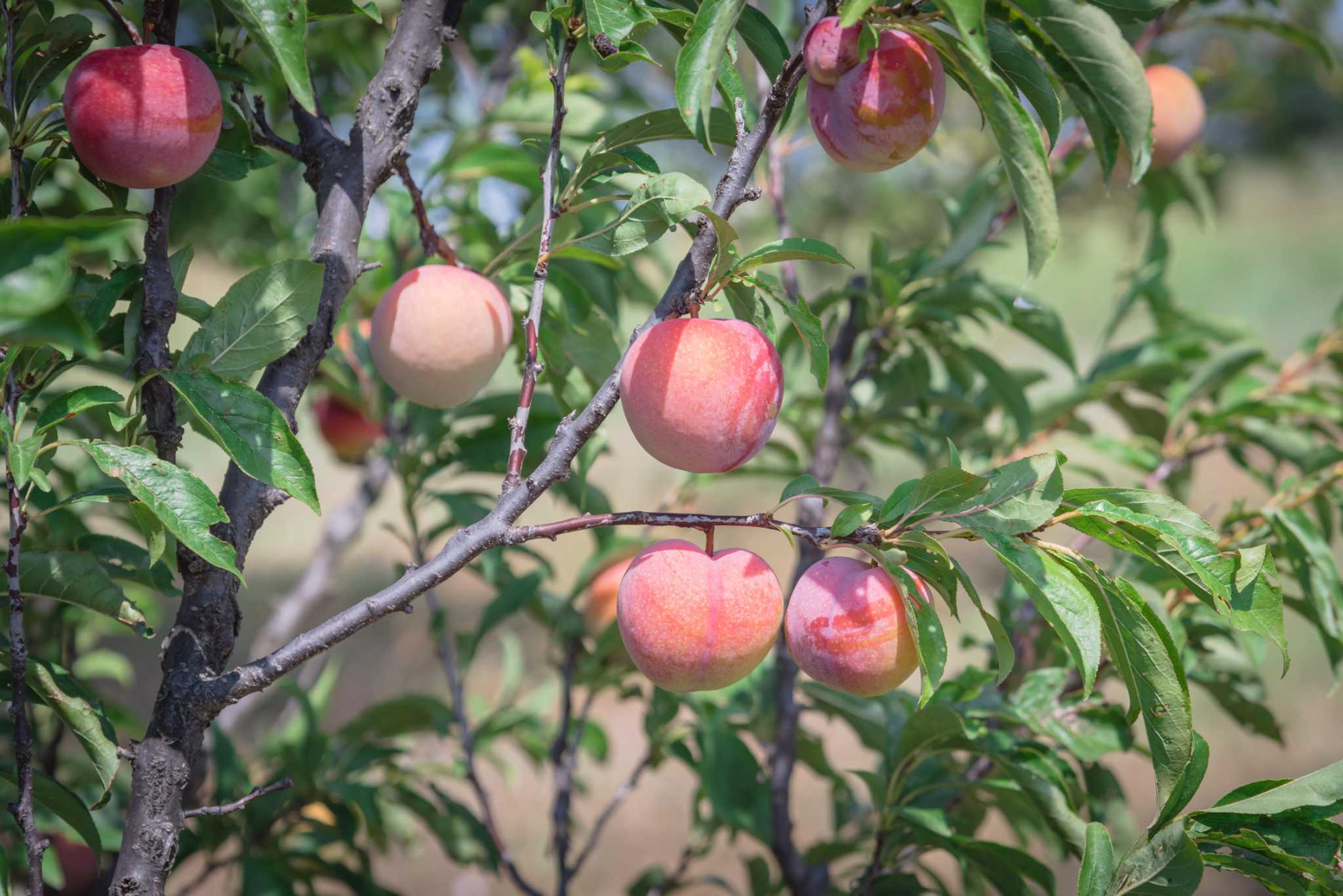 Your guide to growing peach trees in your San Antonio backyard