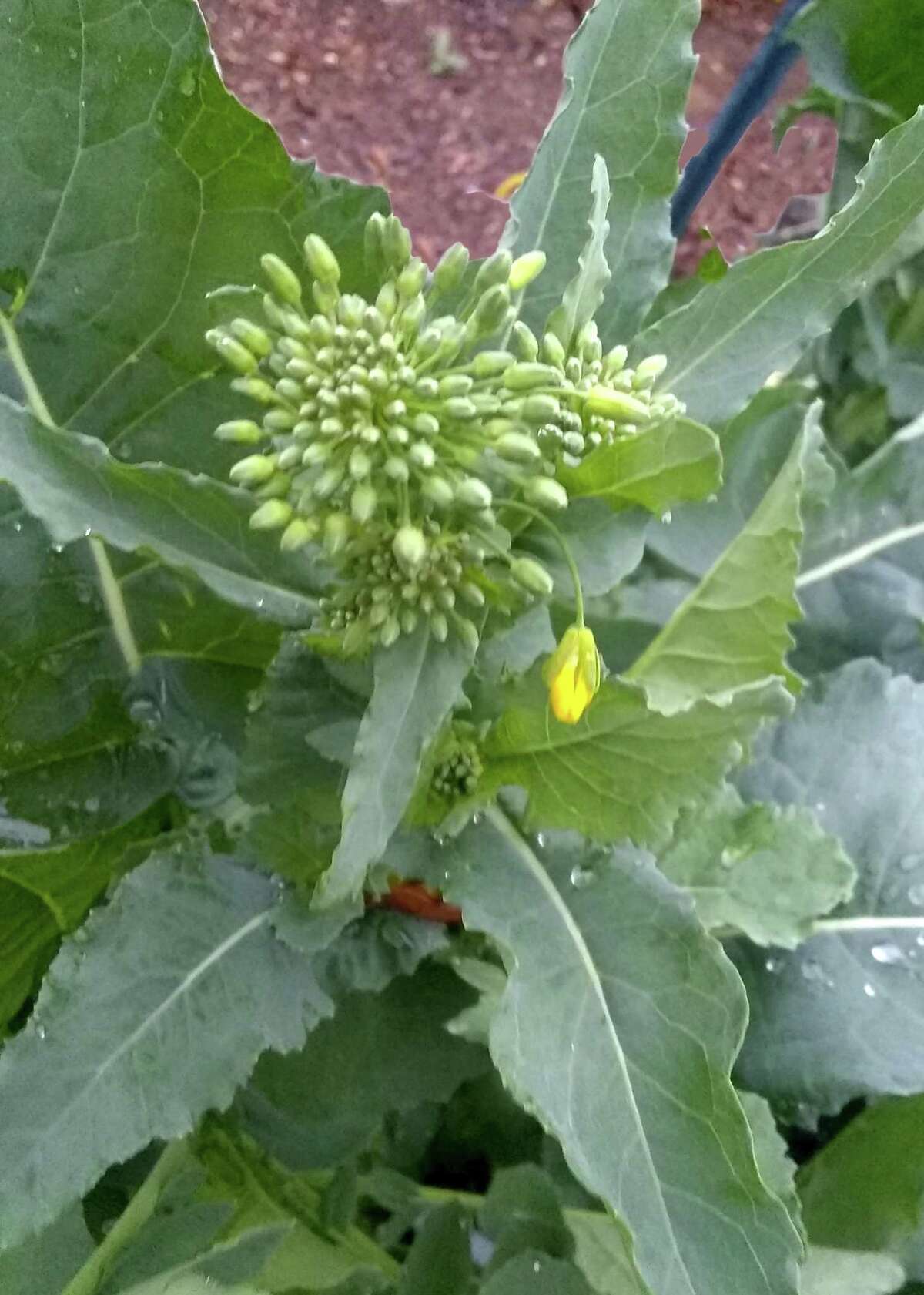 This broccoli took forever to form heads and then immediately bloomed. That may be because it was planted it too late. Planting dates for the recommended varieties of broccoli that mature quickly would be late August into mid-September in South Texas.