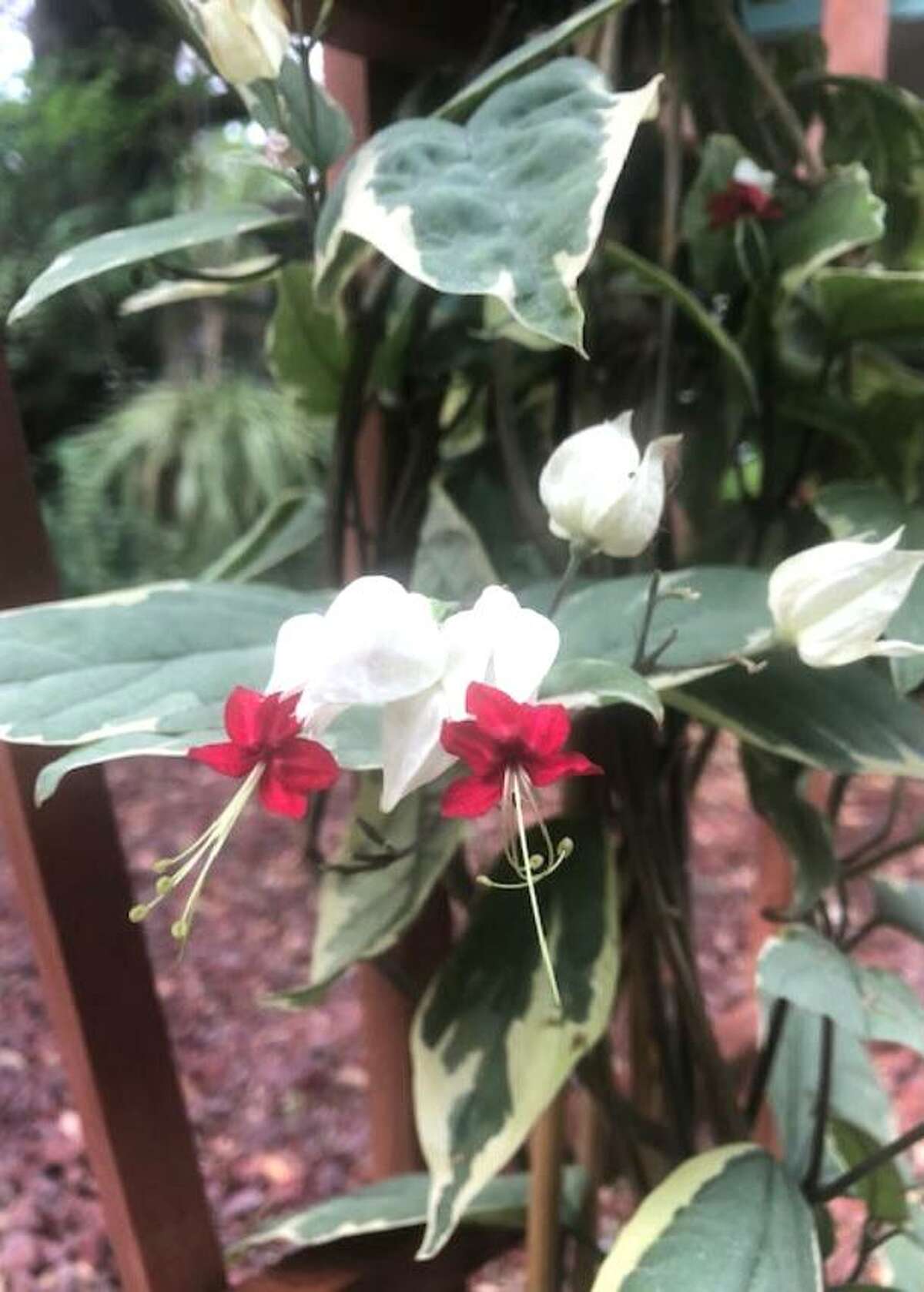 This bleeding heart has either suffered actual freeze damage or it is struggling with chill injury.