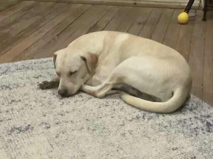 Jake a trouvé une seconde chance chez Ann Winer.