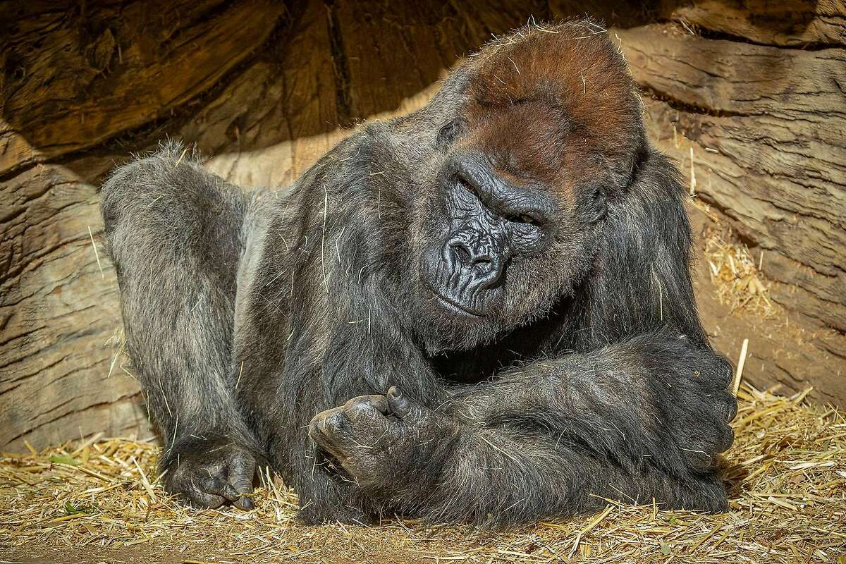 Several gorillas at the San Diego Zoo tested positive for the coronavirus, the zoo said Monday.