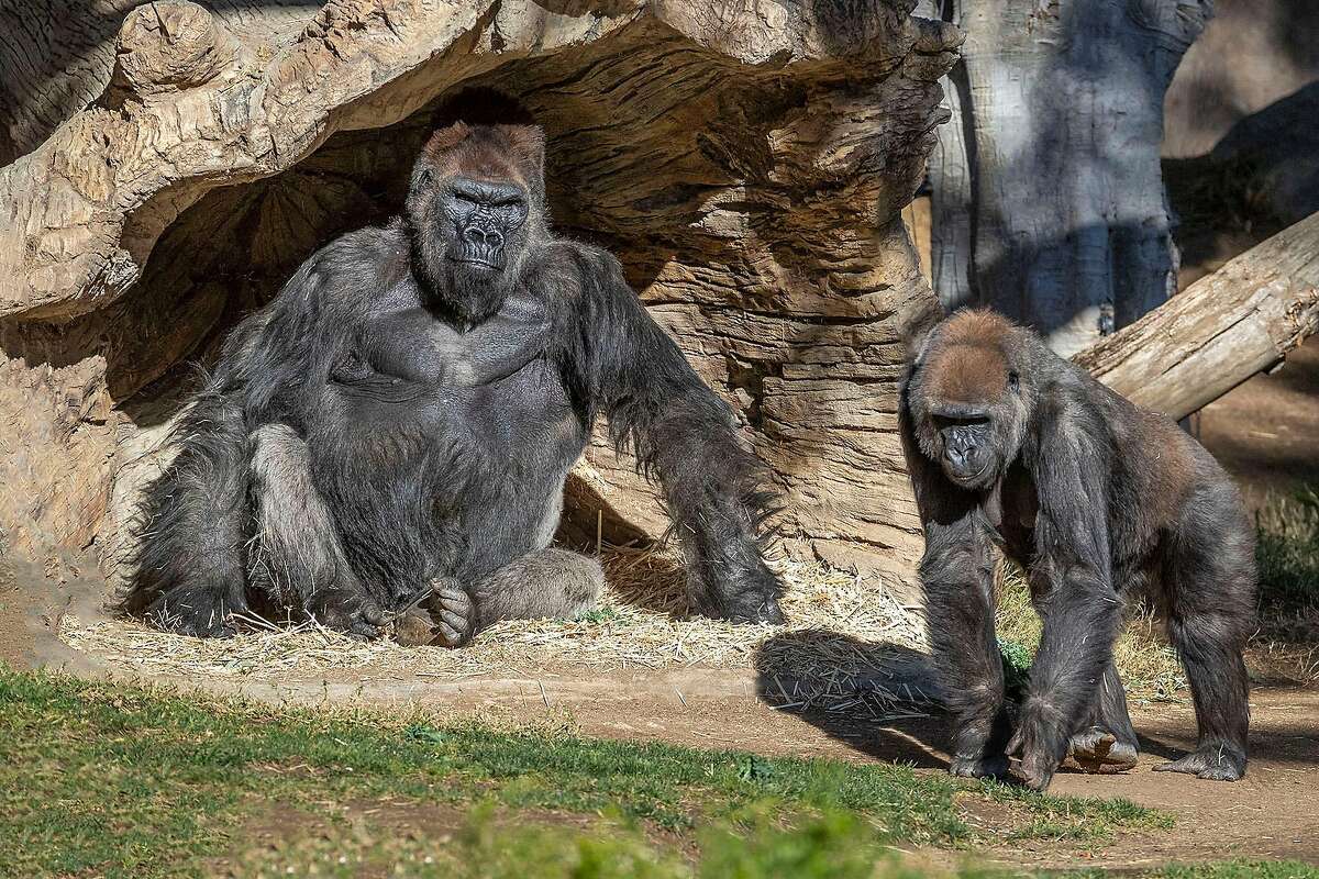 Several gorillas at the San Diego Zoo tested positive for the coronavirus, the zoo said Monday.