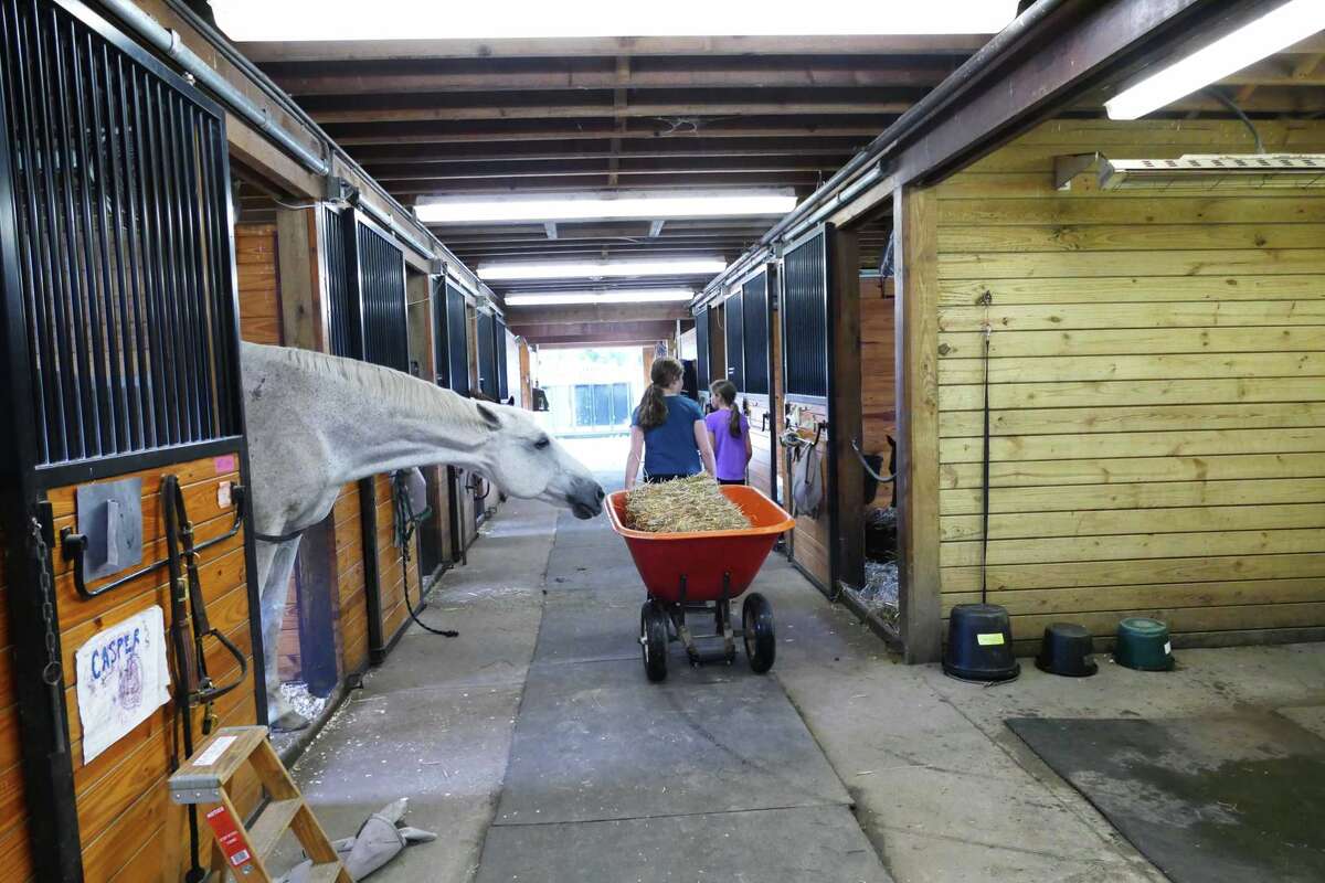 A horse is seen at The New Canan Mounted Troop, (NCMT), in a previous year. The Ridgefield Parks and Recreation department has partnered with Stepping Stone Farm in Ridgefield to offer beginner, and advanced horseback riding lessons to children in kindergarten through the fifth grade.