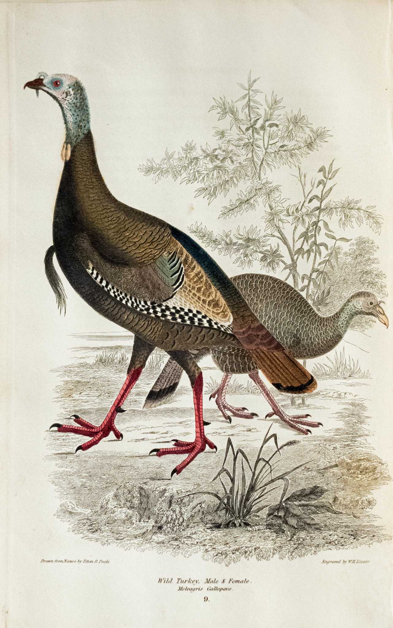 'Birds of the Northeast' exhibit spotlights regional fowl at Fairfield University Art Museum - Vimarsana News