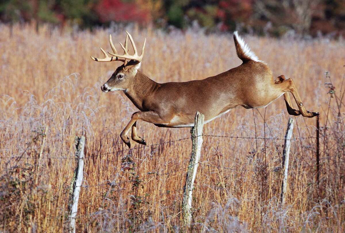 White Tailed Deer These Icons Of Texas Roam Most Of The U S   1200x0 