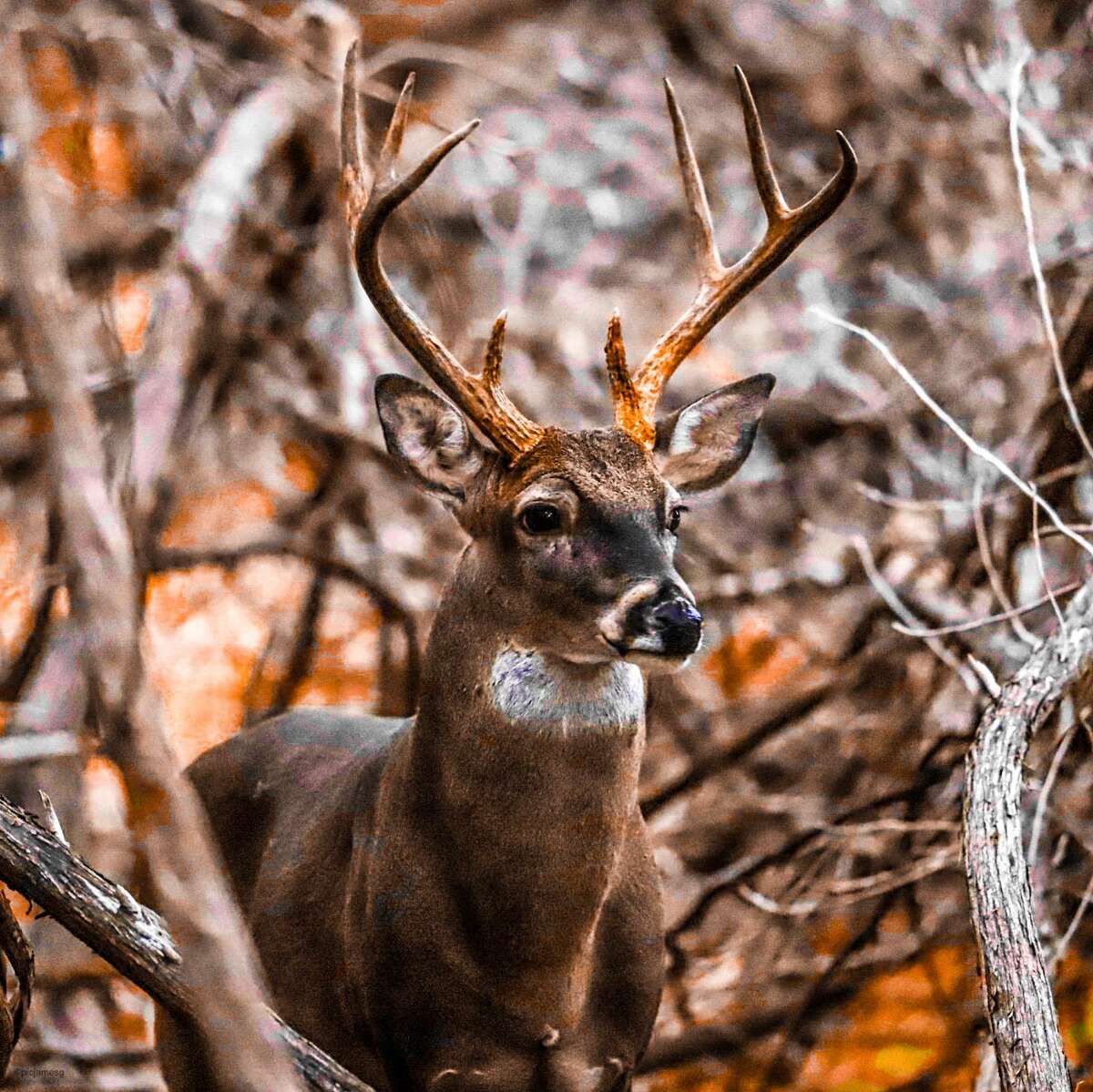 A white-tailed deer photographed by James Goyet in San Antonio. The former Air Force survival specialist uses his military skills to “hunt” deer just for photos.