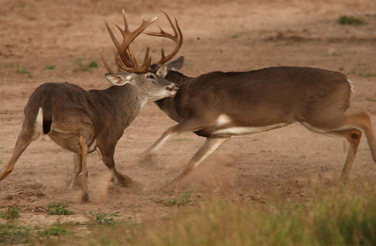Whitetailed deer These icons of Texas roam most of the U.S.