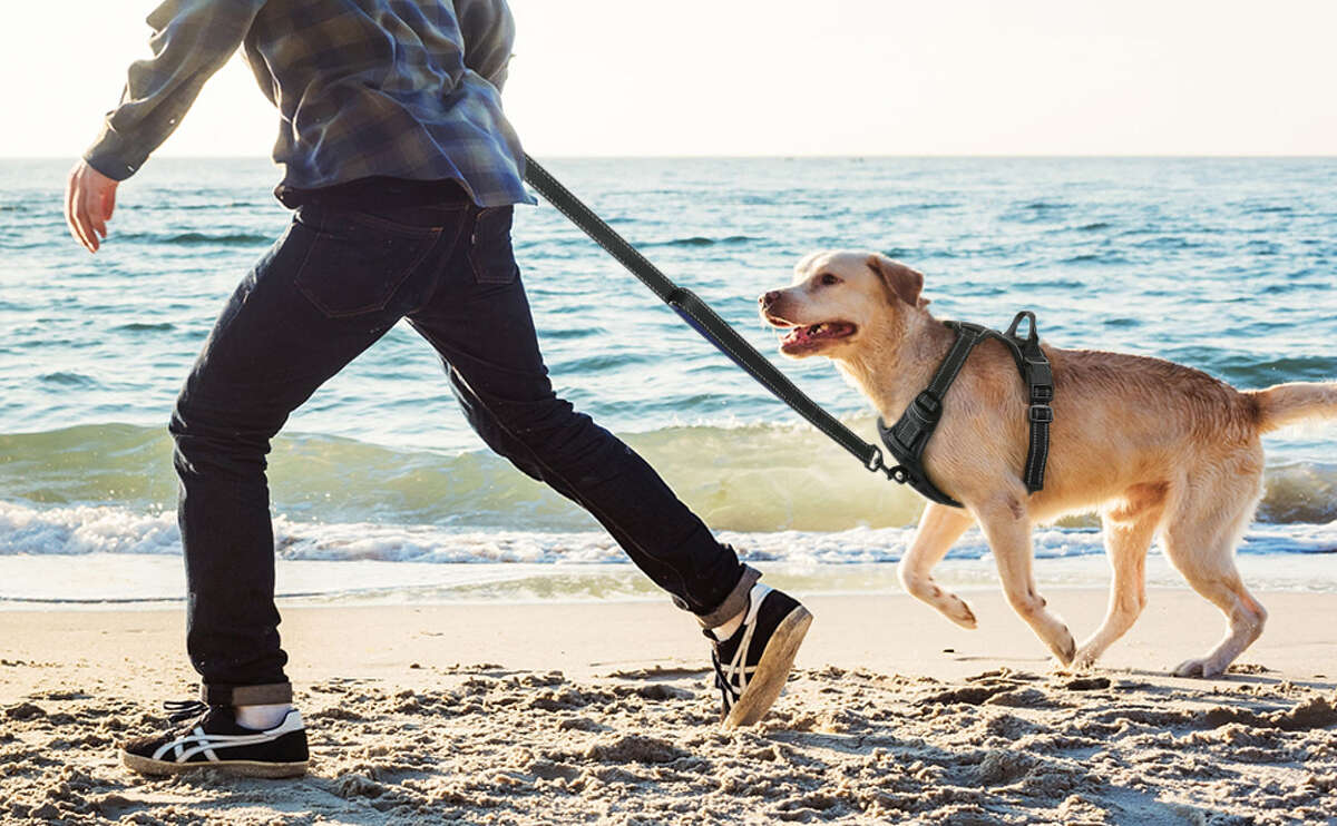 puppy training harness