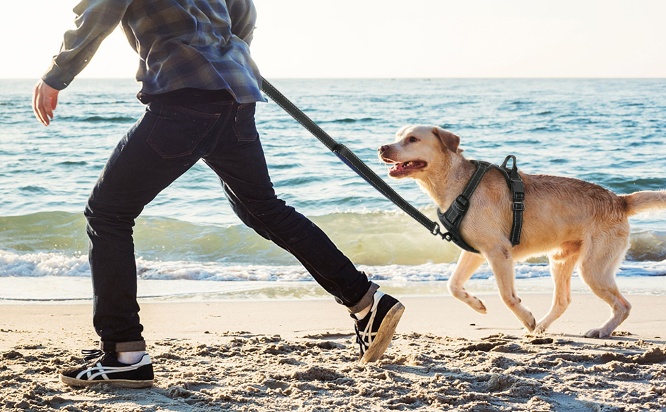 Best harnesses for new puppies